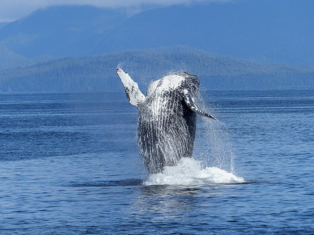 humpback-whale-